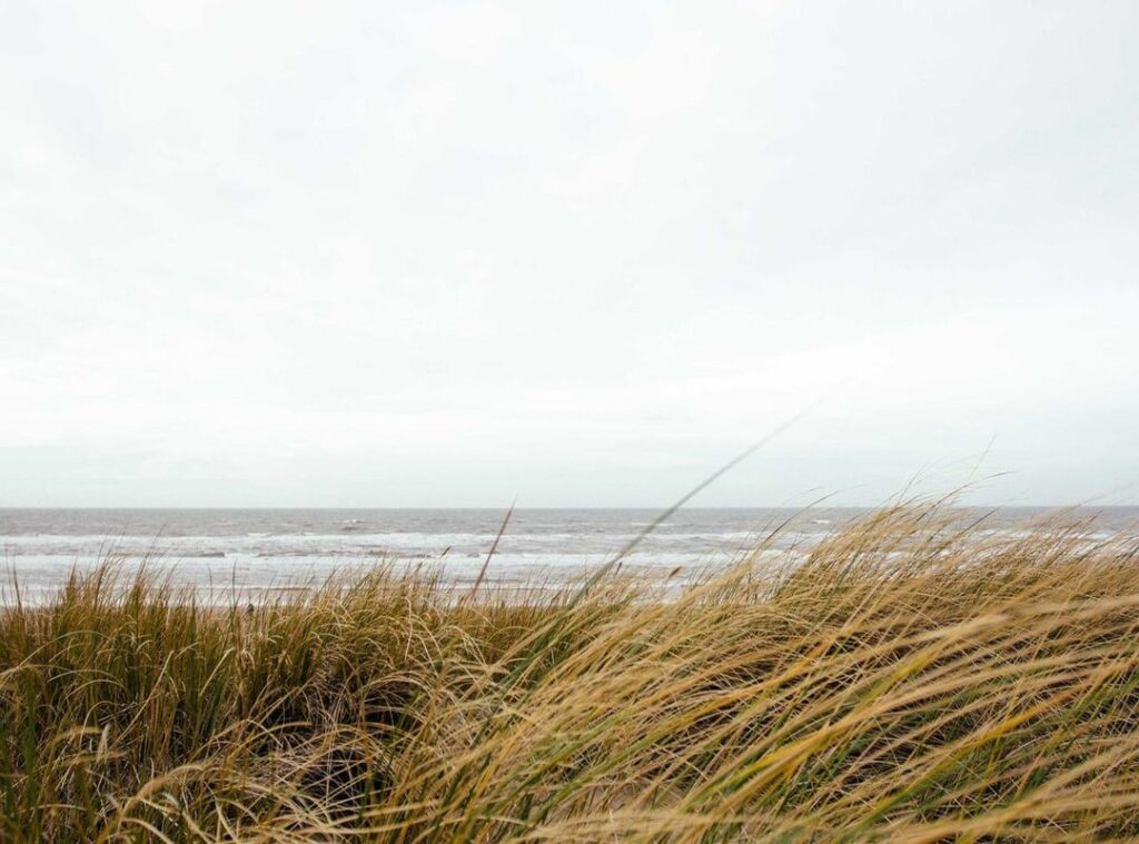 el curandero (película) reparto