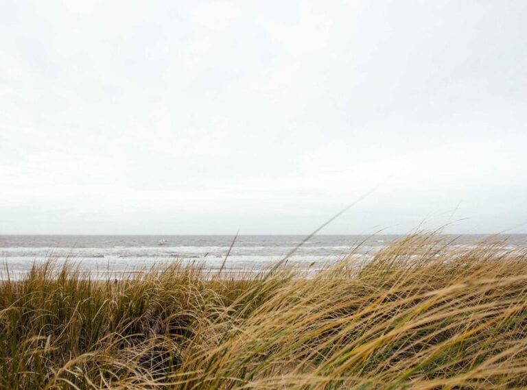 el curandero (película) reparto