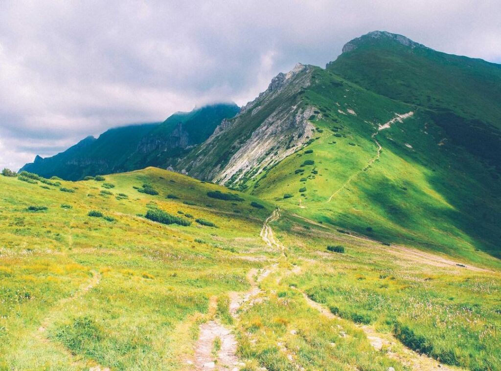 wallpaper:y1c5pjg5svg= duck