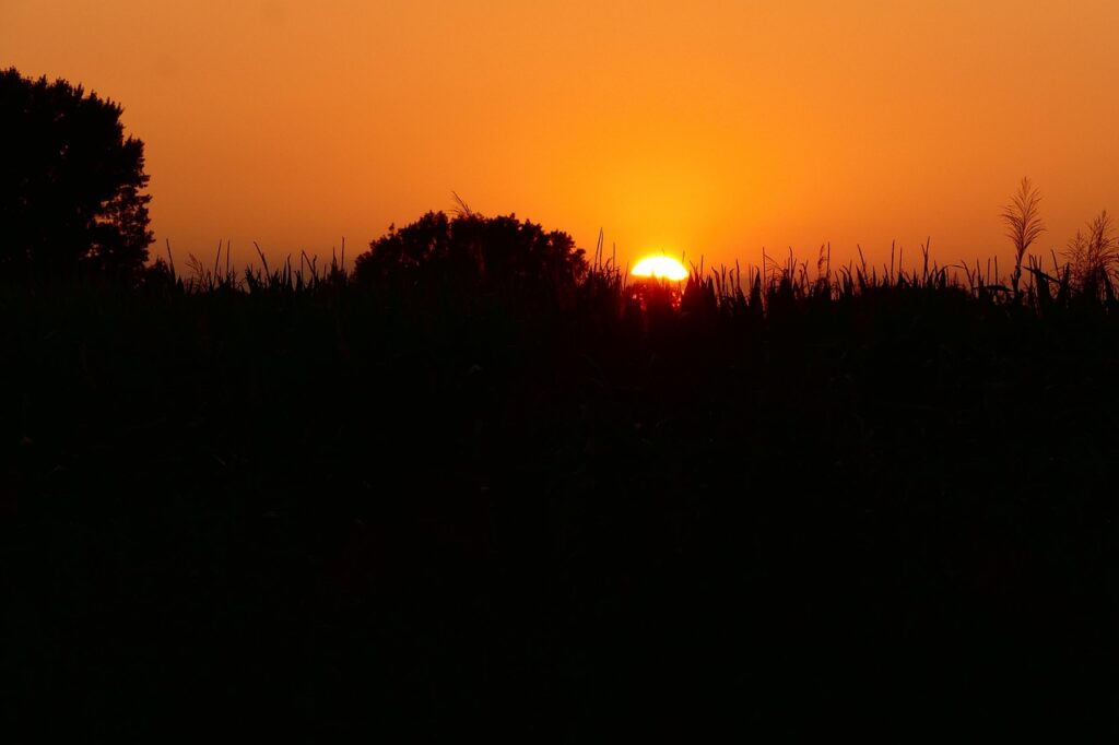 west, the sun, nature, summer, environment, a tree